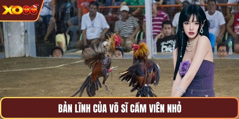 Bản lĩnh của võ sĩ cầm viên nhỏ