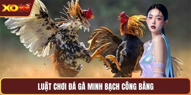 Luật chơi đá gà minh bạch công bằng